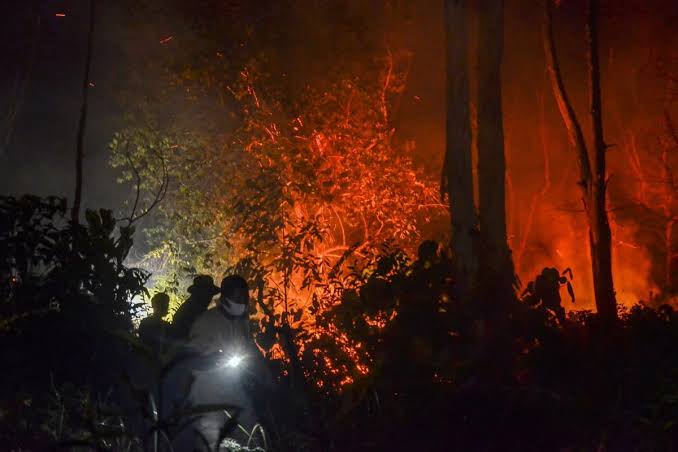 Penegakan Hukum Lingkungan: Tantangan Pembakaran Hutan